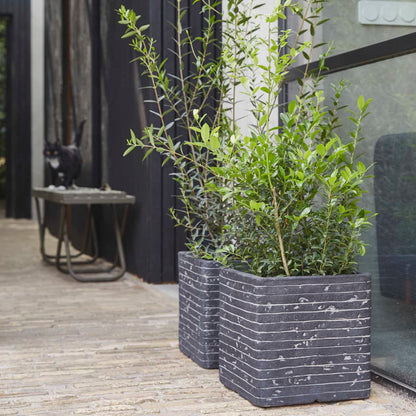 Capi Plantenbak Nature Row Vierkant Krwz902